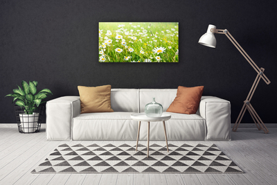 Schilderij op canvas Daisy meadow nature