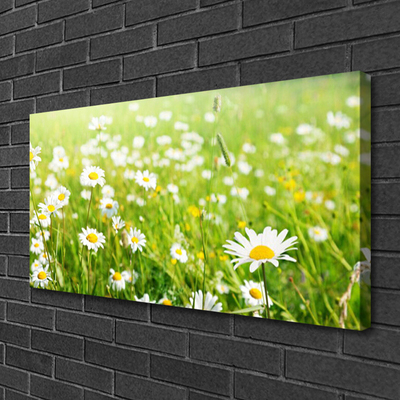 Schilderij op canvas Daisy meadow nature