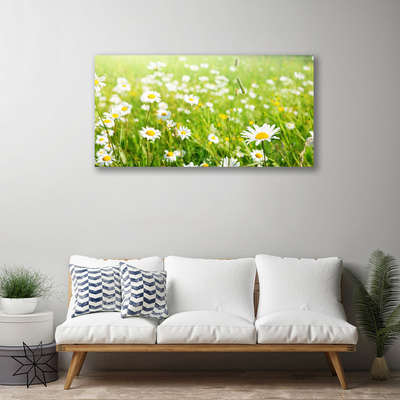 Schilderij op canvas Daisy meadow nature