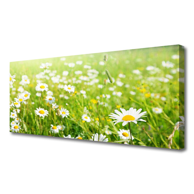 Schilderij op canvas Daisy meadow nature