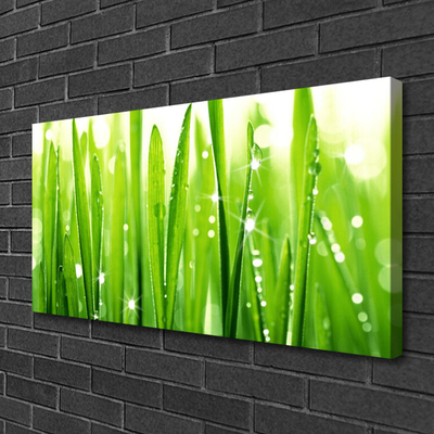 Schilderij op canvas Grass nature plant