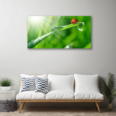 Schilderij op canvas Gras lieveheersbeestje nature