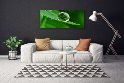 Schilderij op canvas Plant leaf water drops