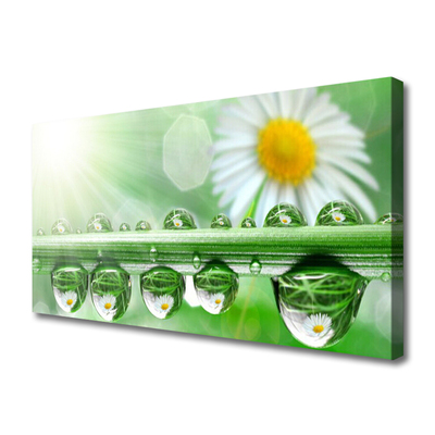 Print van doek Dew leaf nature daisies