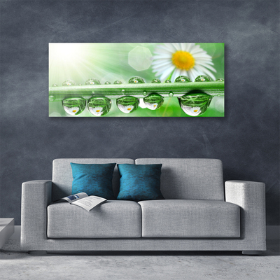 Print van doek Dew leaf nature daisies