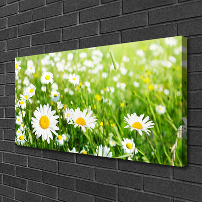 Print van doek Daisy flower plant