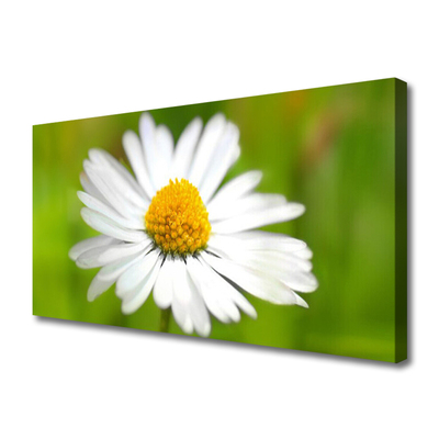 Print van doek Daisy plant nature