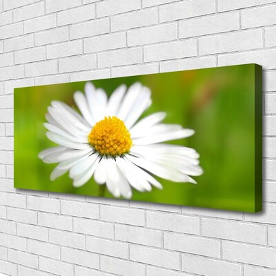 Print van doek Daisy plant nature