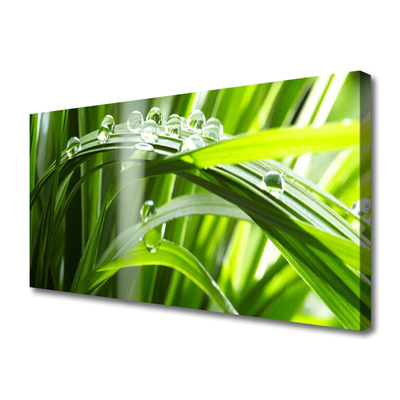 Print van doek Plant gras dew drops