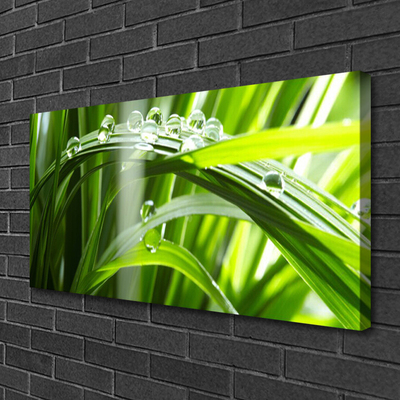 Print van doek Plant gras dew drops