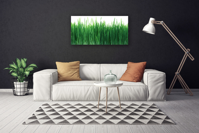 Print op doek Grass nature plant