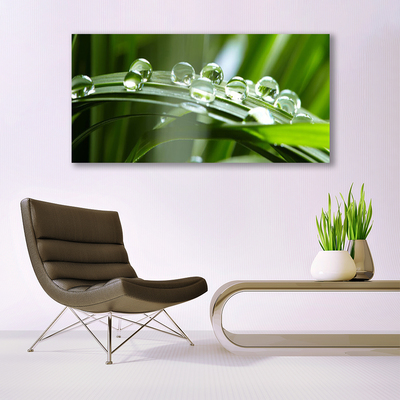 Print op doek Plant gras dew drops