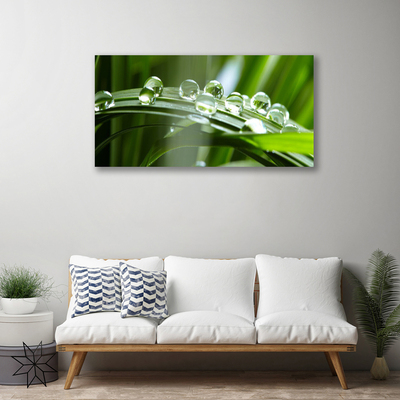 Print op doek Plant gras dew drops