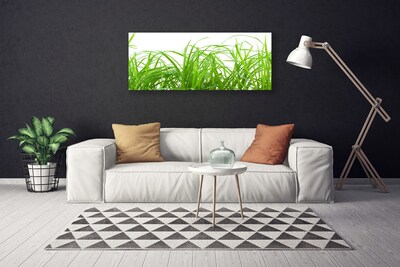 Print op doek Grass nature plant