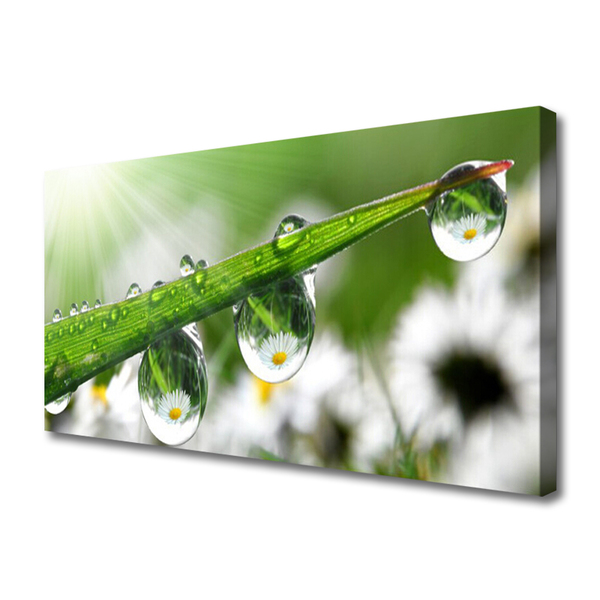 Print op doek Grass nature dew drops