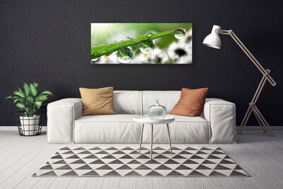 Print op doek Grass nature dew drops