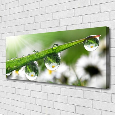 Print op doek Grass nature dew drops