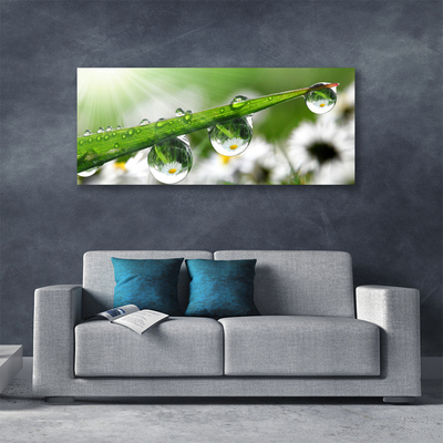 Print op doek Grass nature dew drops