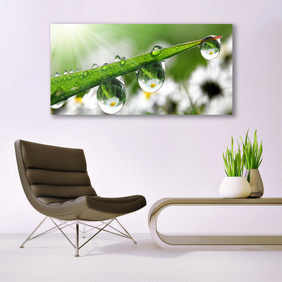 Print op doek Grass nature dew drops