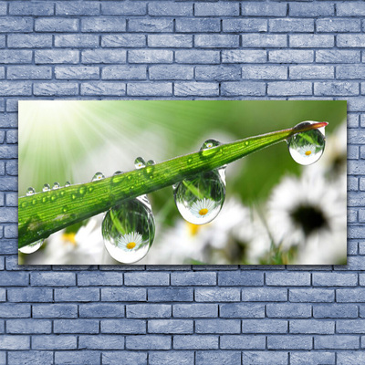 Print op doek Grass nature dew drops