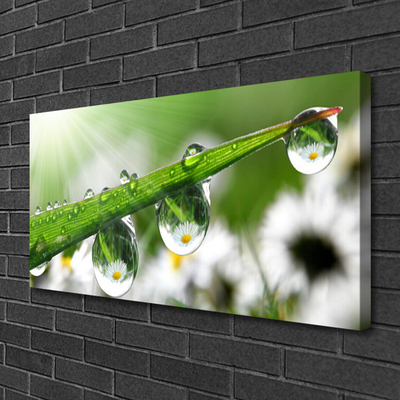 Print op doek Grass nature dew drops