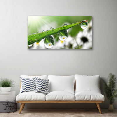 Print op doek Grass nature dew drops