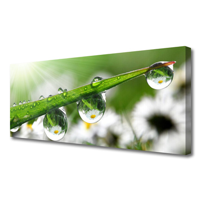 Print op doek Grass nature dew drops