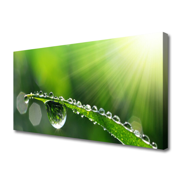 Print op doek Grass nature dew drops