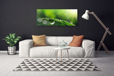 Print op doek Grass nature dew drops