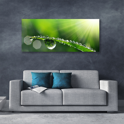 Print op doek Grass nature dew drops