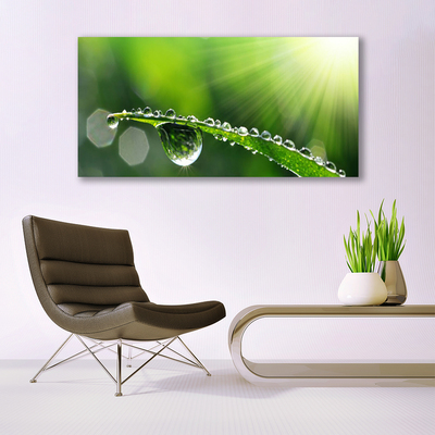 Print op doek Grass nature dew drops