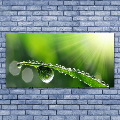 Print op doek Grass nature dew drops