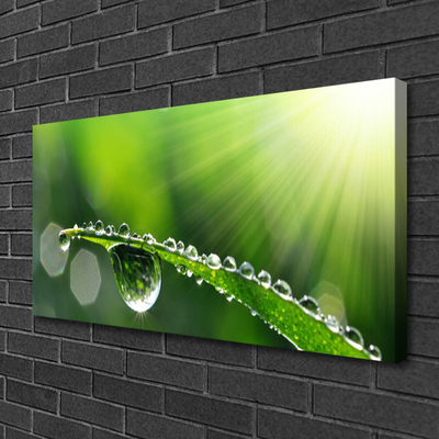 Print op doek Grass nature dew drops