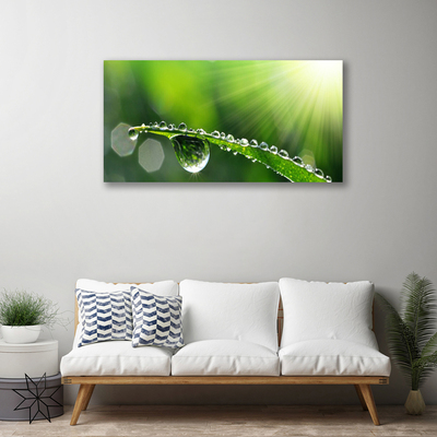 Print op doek Grass nature dew drops