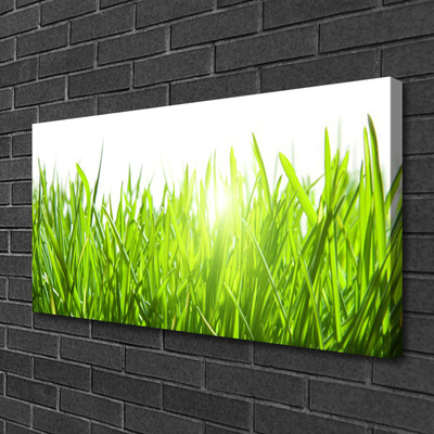 Print op doek Grass nature plant