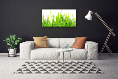 Print op doek Grass nature plant