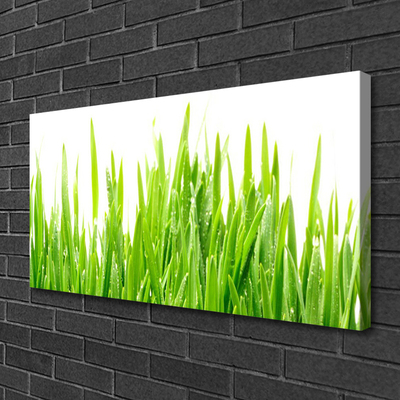 Print op doek Grass nature plant