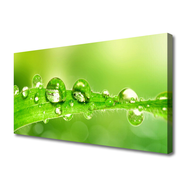 Canvas doek foto Plant blad dew drops