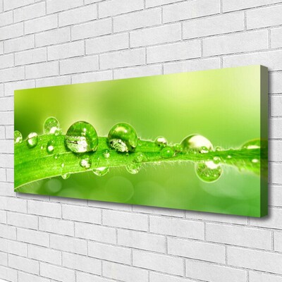 Canvas doek foto Plant blad dew drops