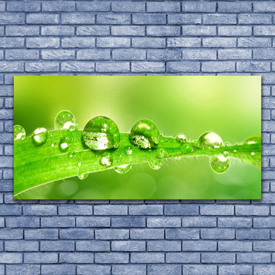 Canvas doek foto Plant blad dew drops