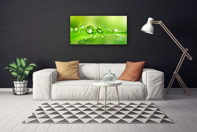 Canvas doek foto Plant blad dew drops