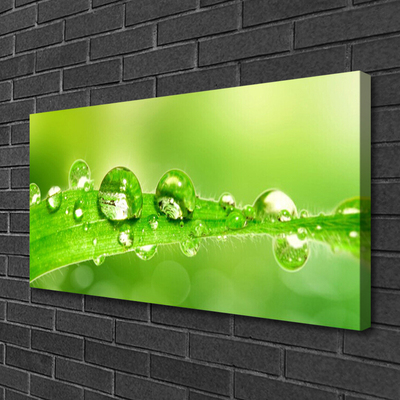 Canvas doek foto Plant blad dew drops