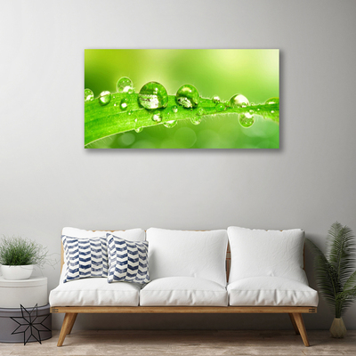 Canvas doek foto Plant blad dew drops