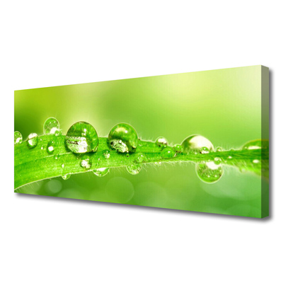 Canvas doek foto Plant blad dew drops