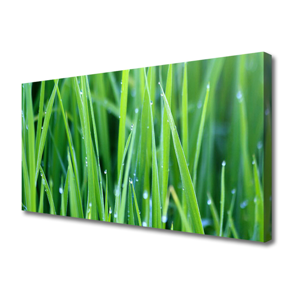 Canvas doek foto Grass nature plant drops