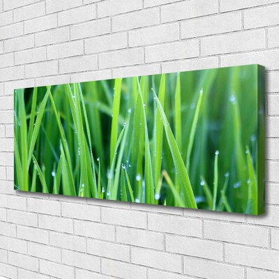 Canvas doek foto Grass nature plant drops