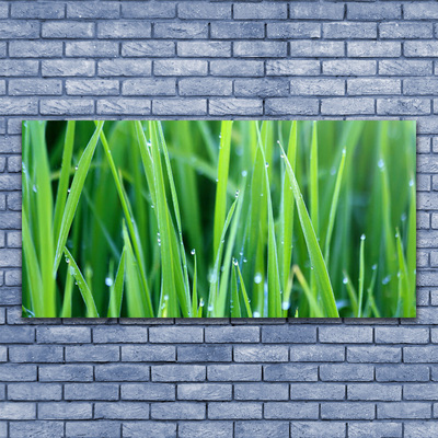 Canvas doek foto Grass nature plant drops