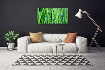 Canvas doek foto Grass nature plant drops