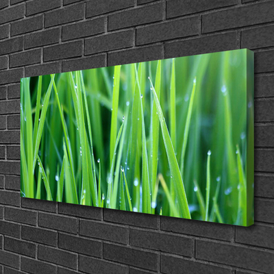 Canvas doek foto Grass nature plant drops