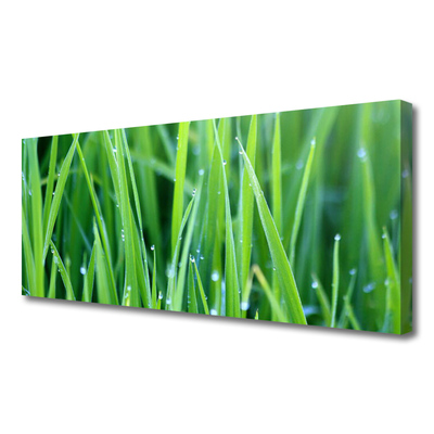 Canvas doek foto Grass nature plant drops